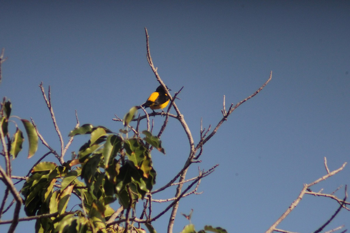 Black-cowled Oriole - ML638292383