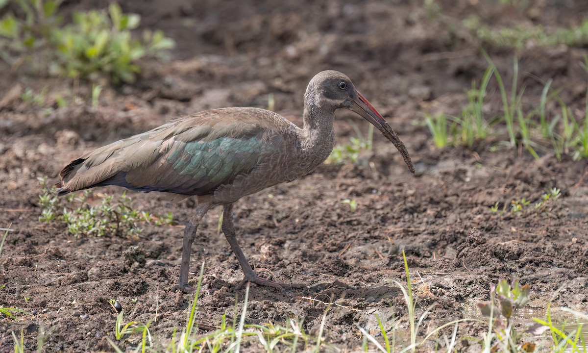 Hadada Ibis - ML638292391