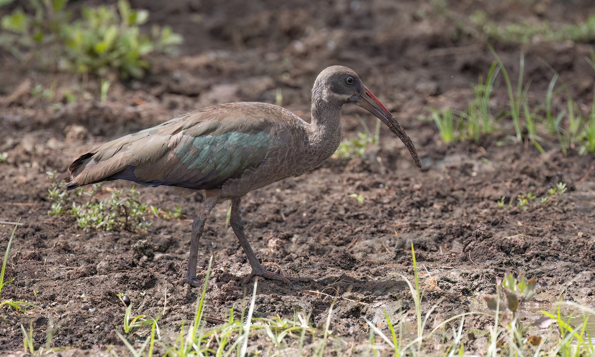 Hadada Ibis - ML638292393