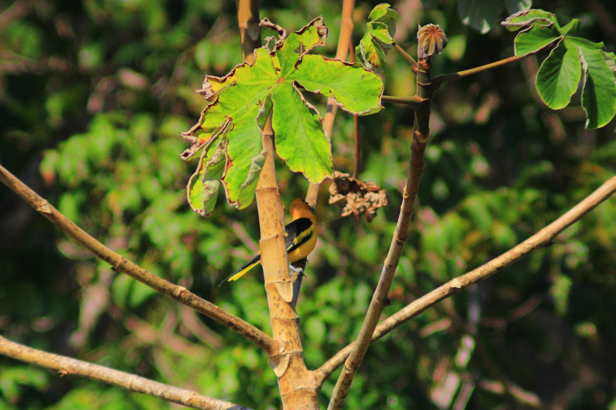Yellow-tailed Oriole - ML638292414