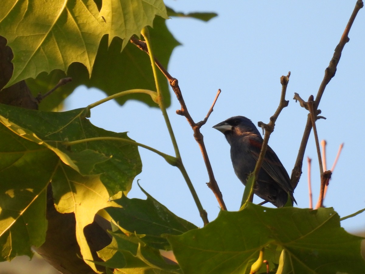 Blue Grosbeak - ML638292420