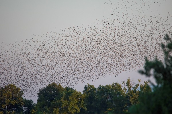 European Starling - ML638292424
