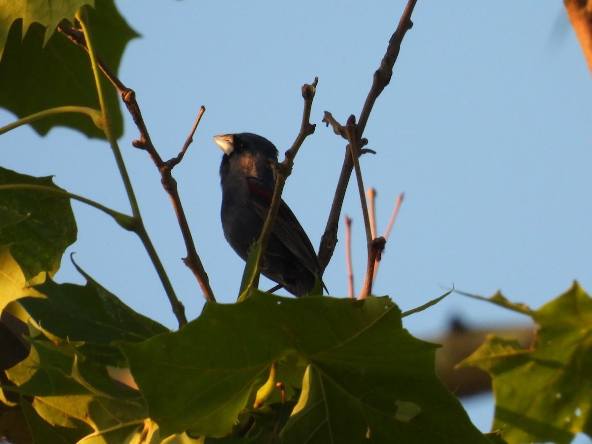 Blue Grosbeak - ML638292426