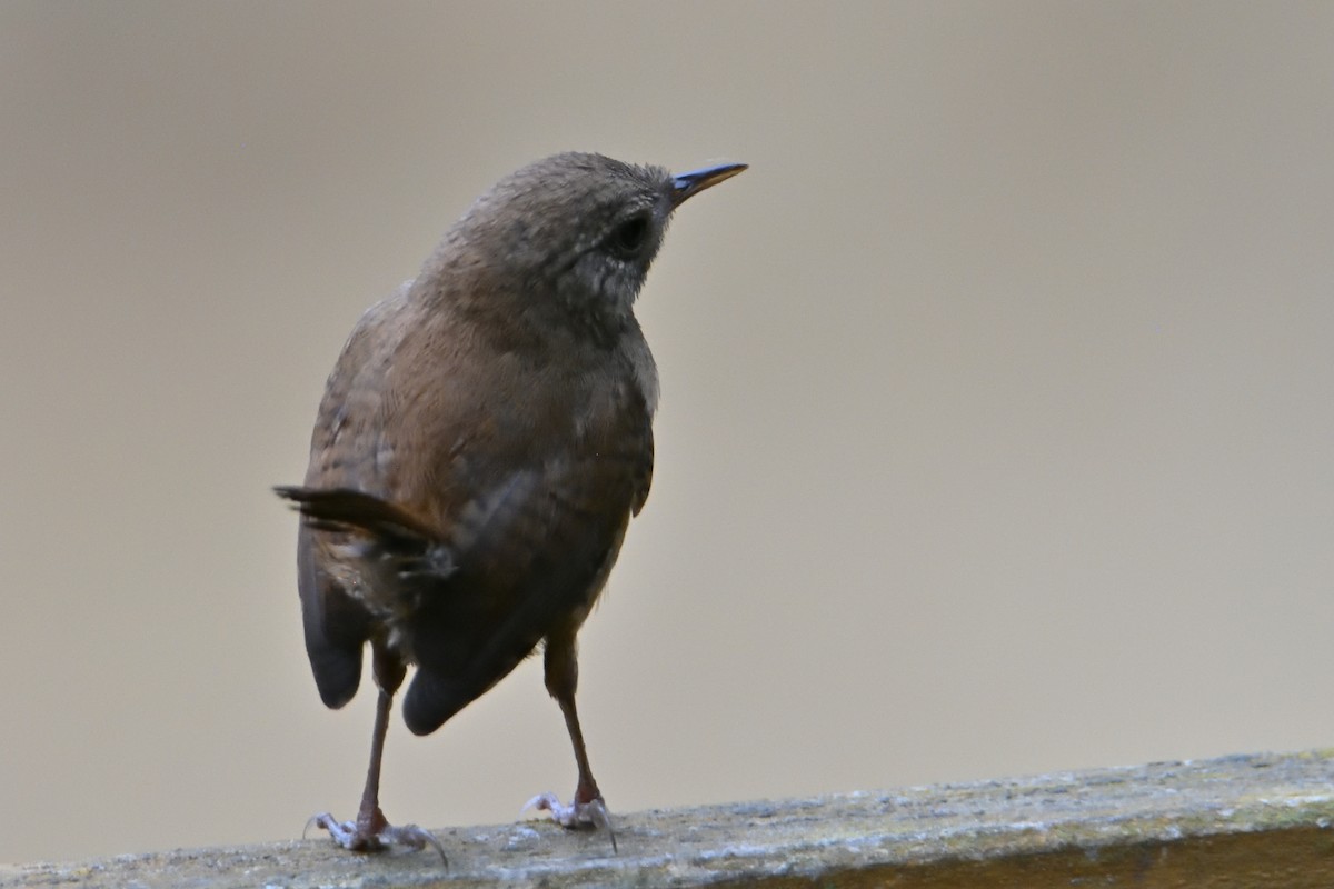 Troglodyte mignon - ML638292427