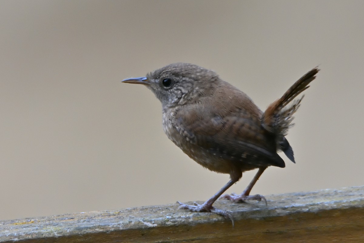 Troglodyte mignon - ML638292429