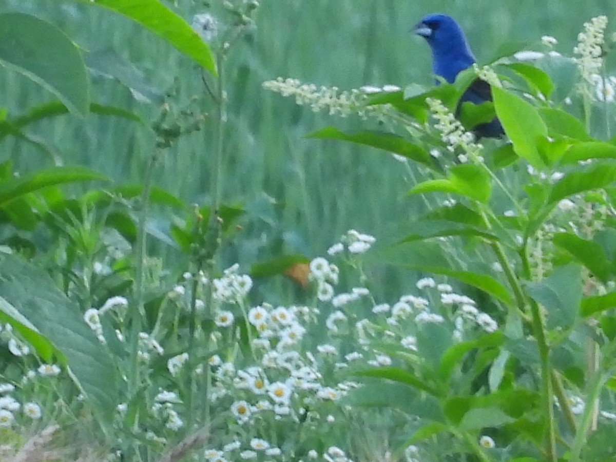 Blue Grosbeak - ML638292430
