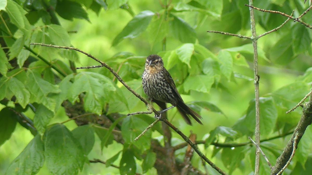 Red-winged Blackbird - ML638292434
