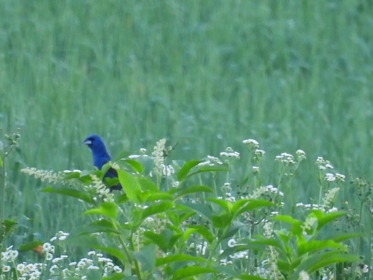 Blue Grosbeak - ML638292437