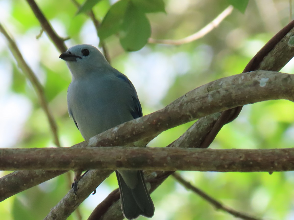 Blue-gray Tanager - ML638292441
