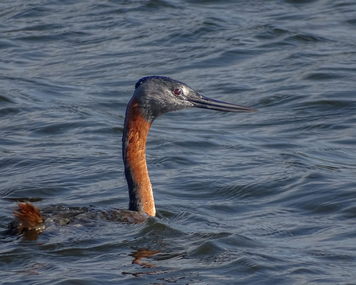 Great Grebe - ML638292446