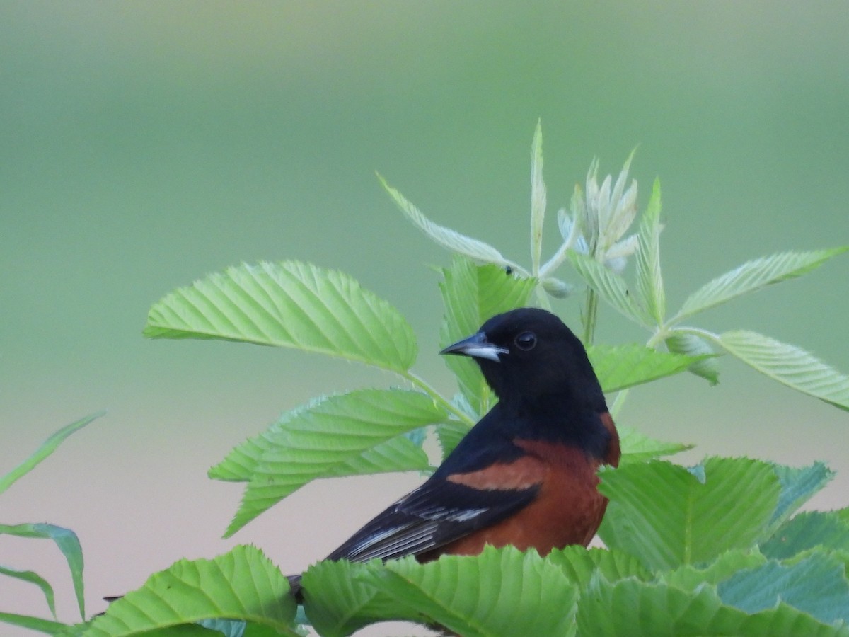 Orchard Oriole - ML638292449