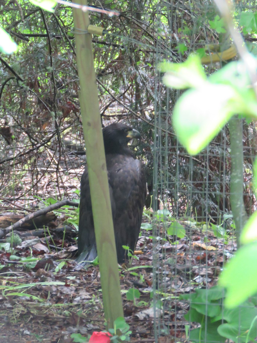 Bald Eagle - ML638292454