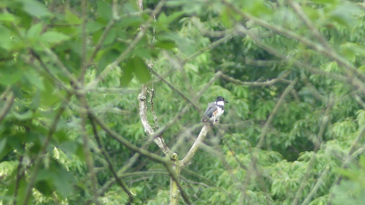 Belted Kingfisher - ML638292456