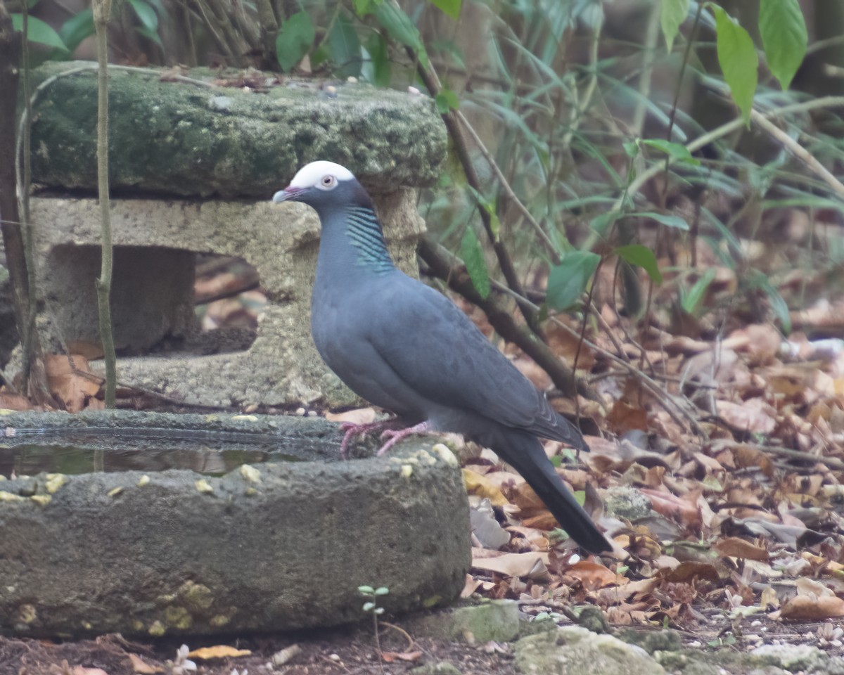 White-crowned Pigeon - ML638292459