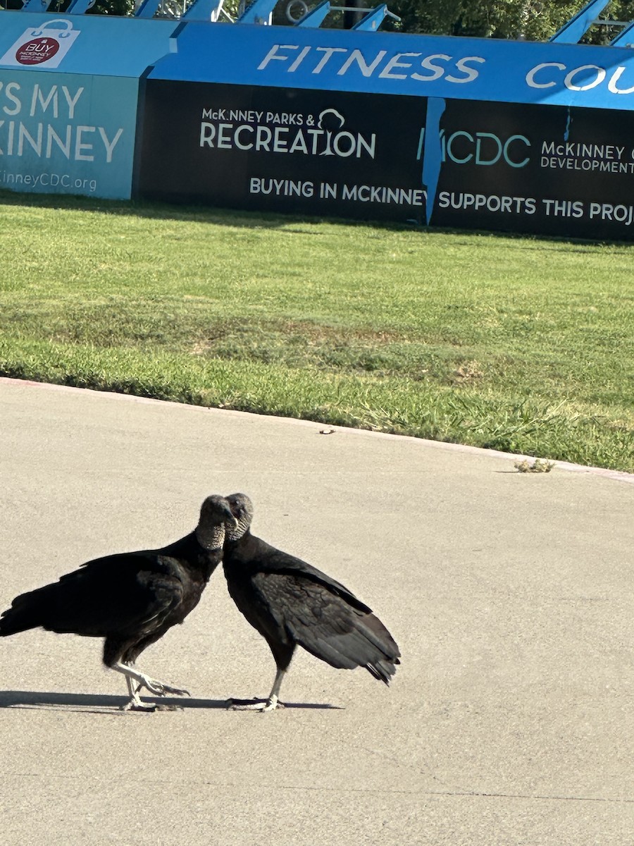 Black Vulture - ML638292462