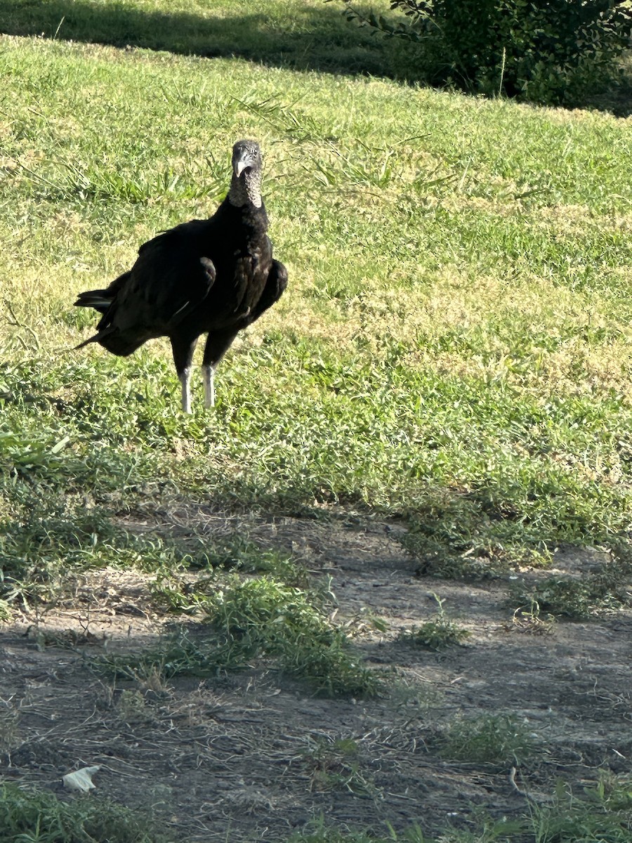 Black Vulture - ML638292463