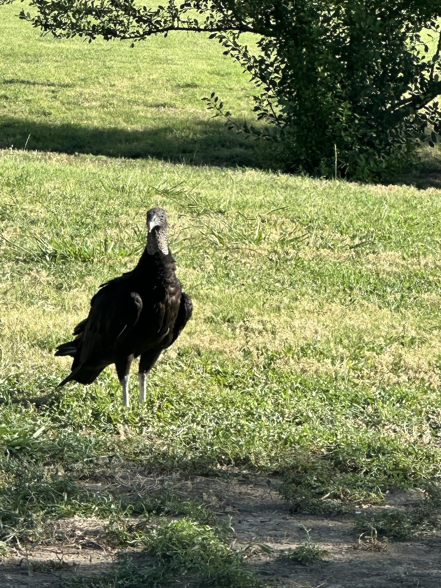 Black Vulture - ML638292464
