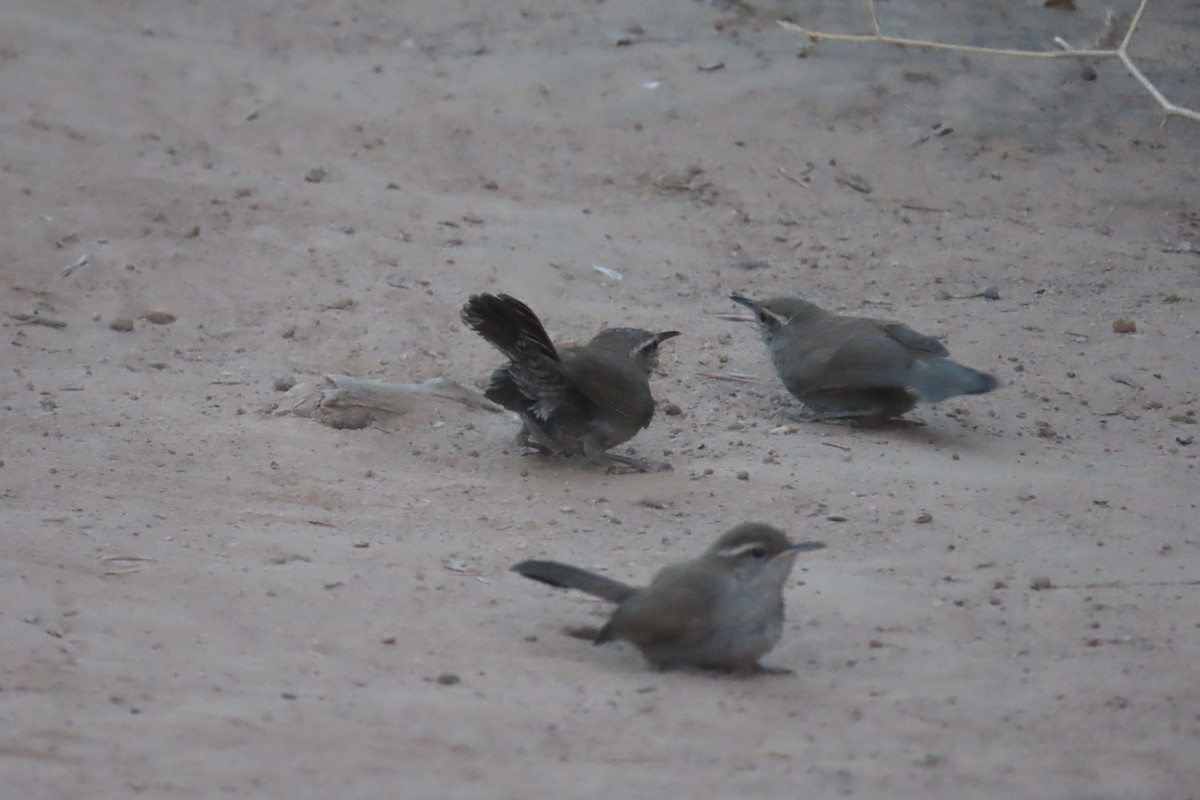 Bewick's Wren - ML638292465