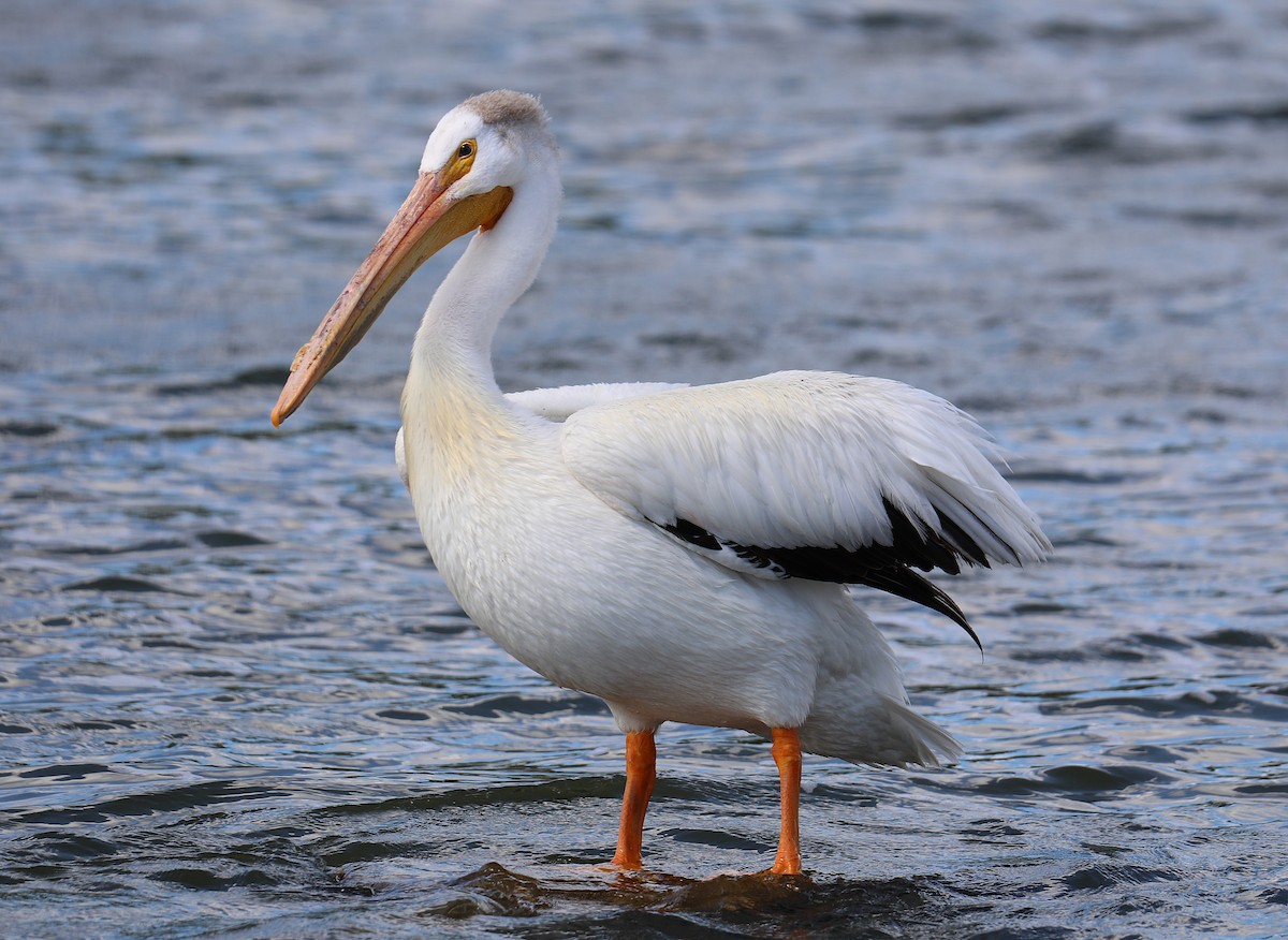 American White Pelican - ML638292467