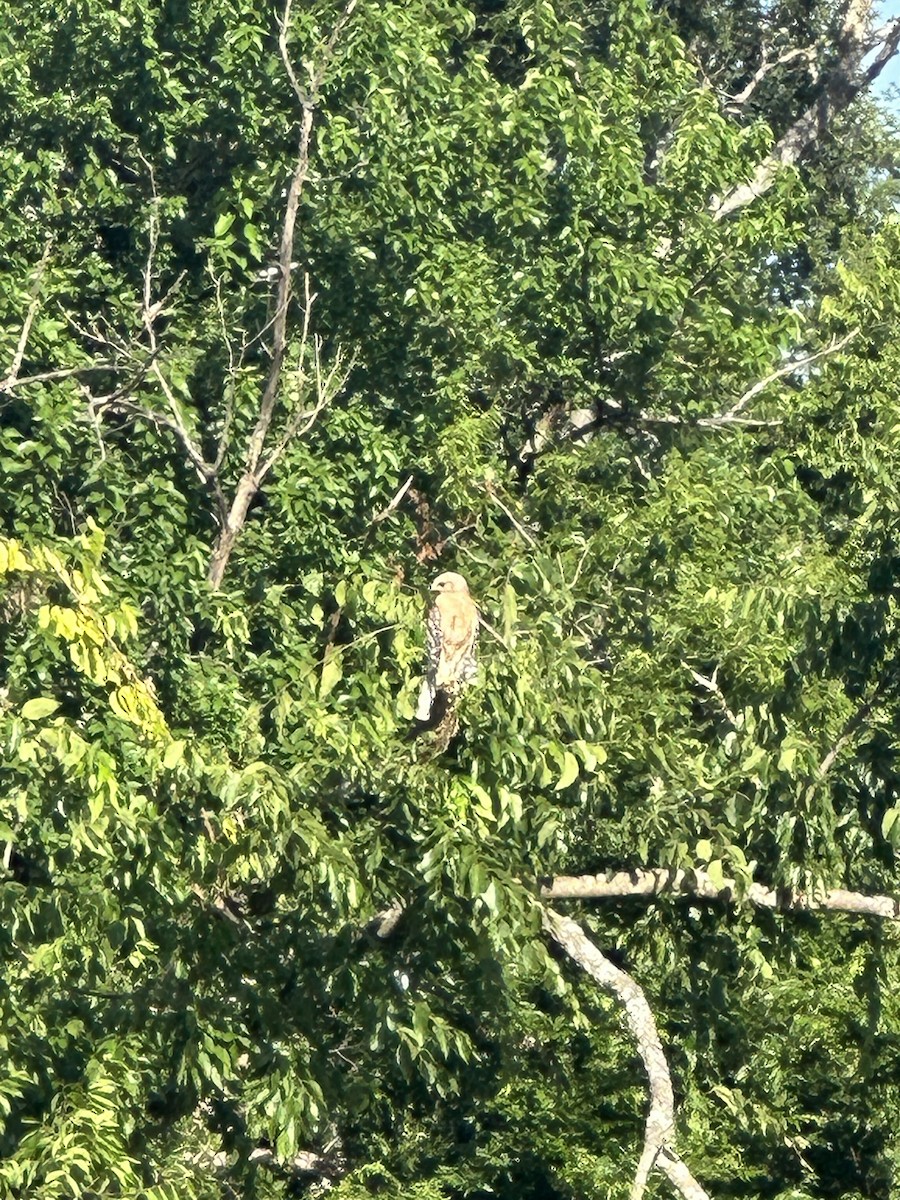 Red-shouldered Hawk - ML638292470