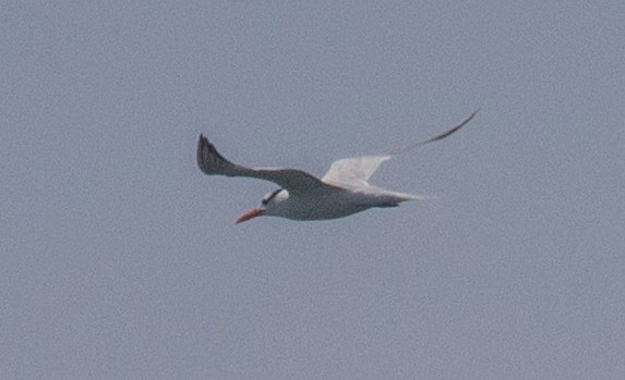 Royal Tern - ML638292472