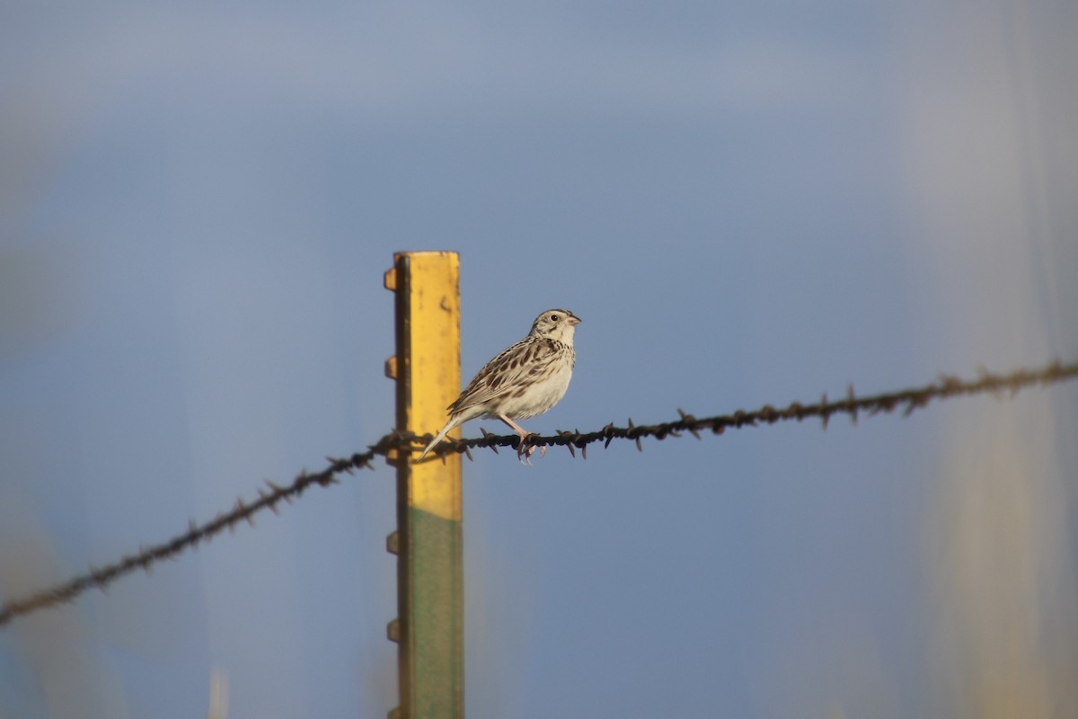Baird's Sparrow - ML638292476