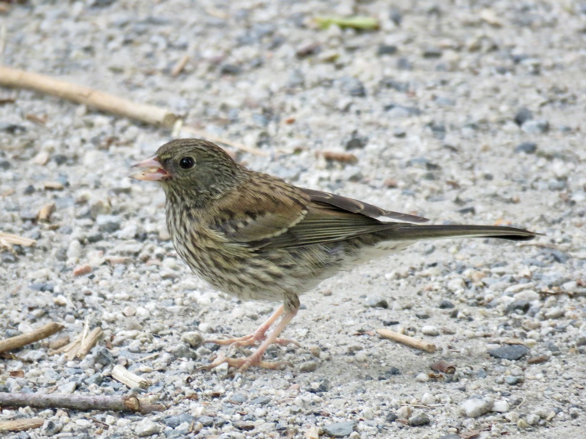 Dark-eyed Junco (Oregon) - ML638292484