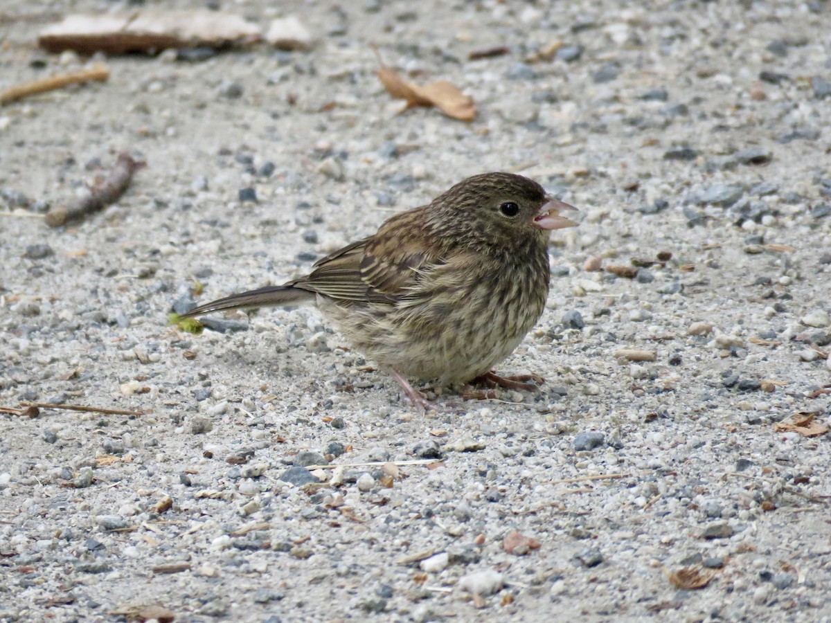 Dark-eyed Junco (Oregon) - ML638292486