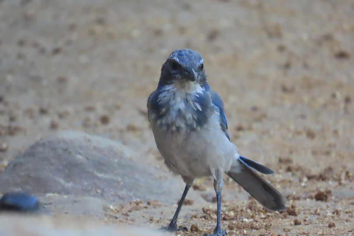 California Scrub-Jay - ML638292502