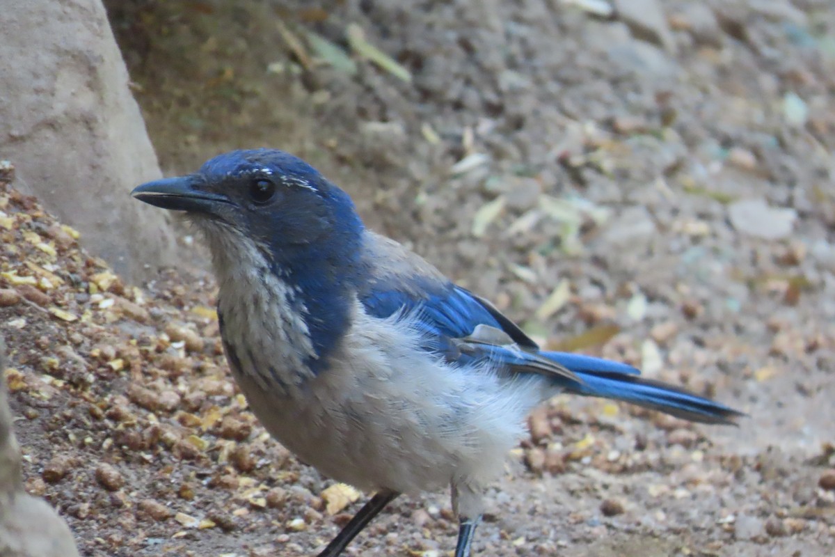 California Scrub-Jay - ML638292504