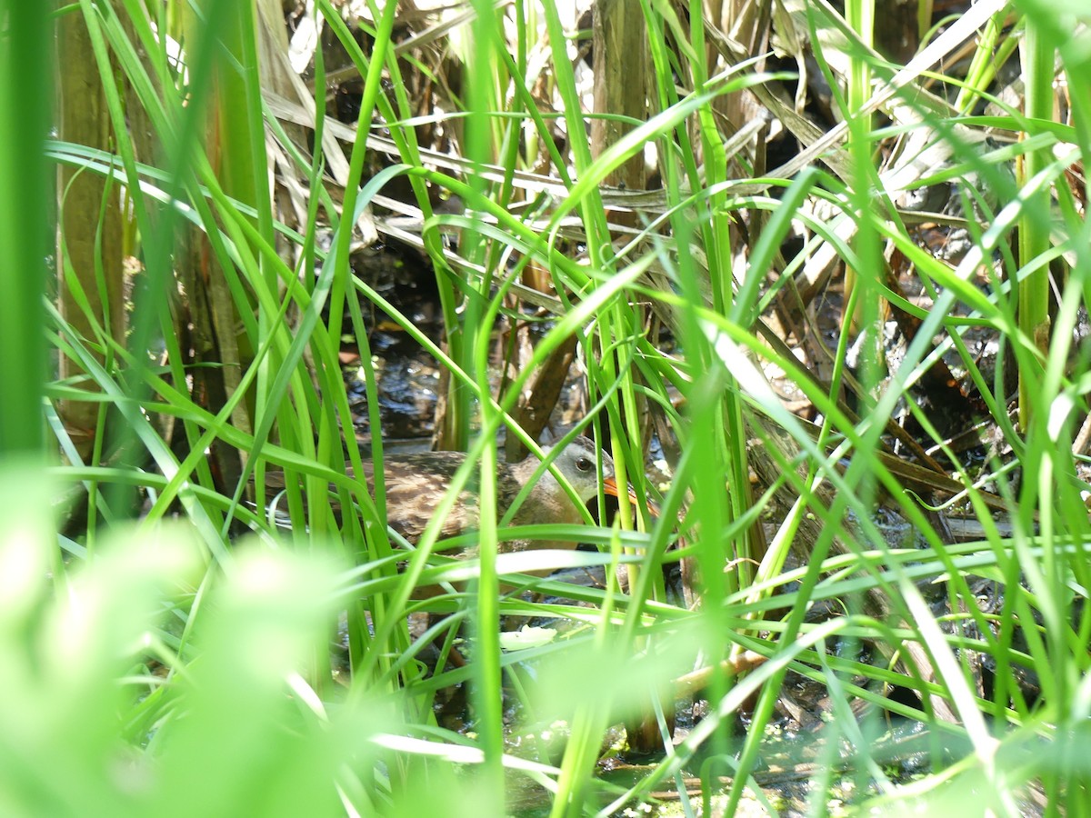 Virginia Rail - ML638292512