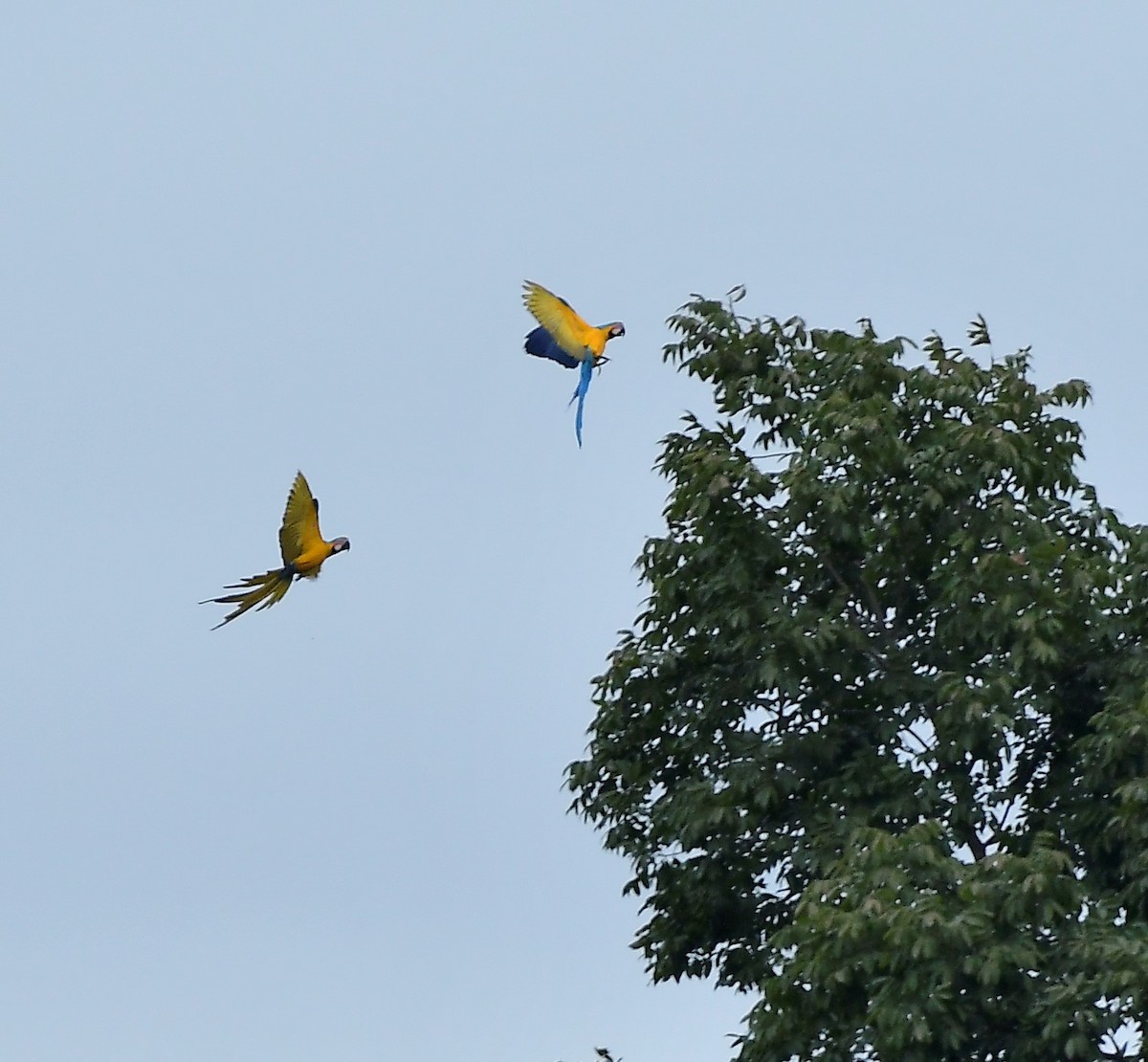 Blue-and-yellow Macaw - ML638292513