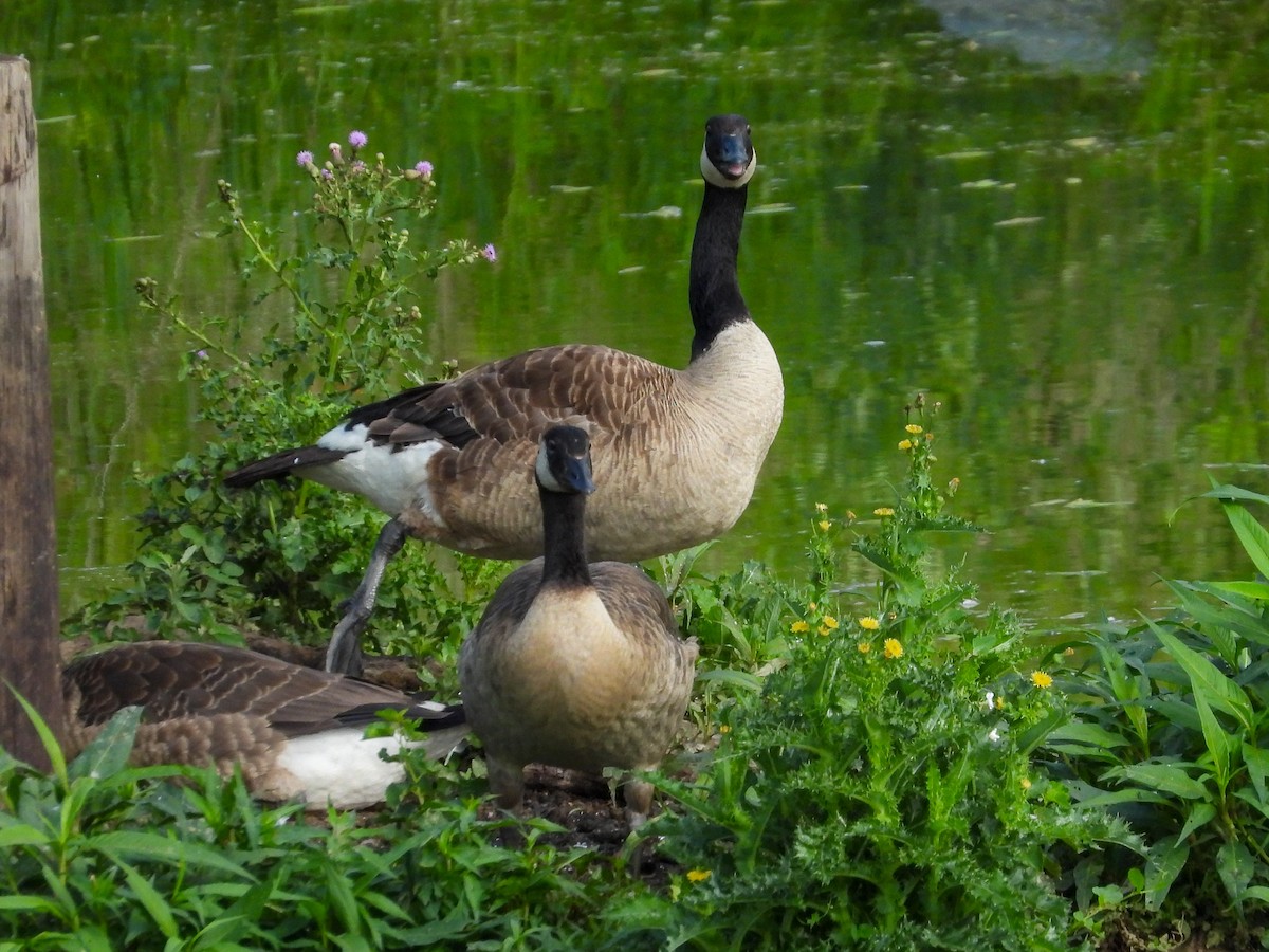 Canada Goose - ML638292538