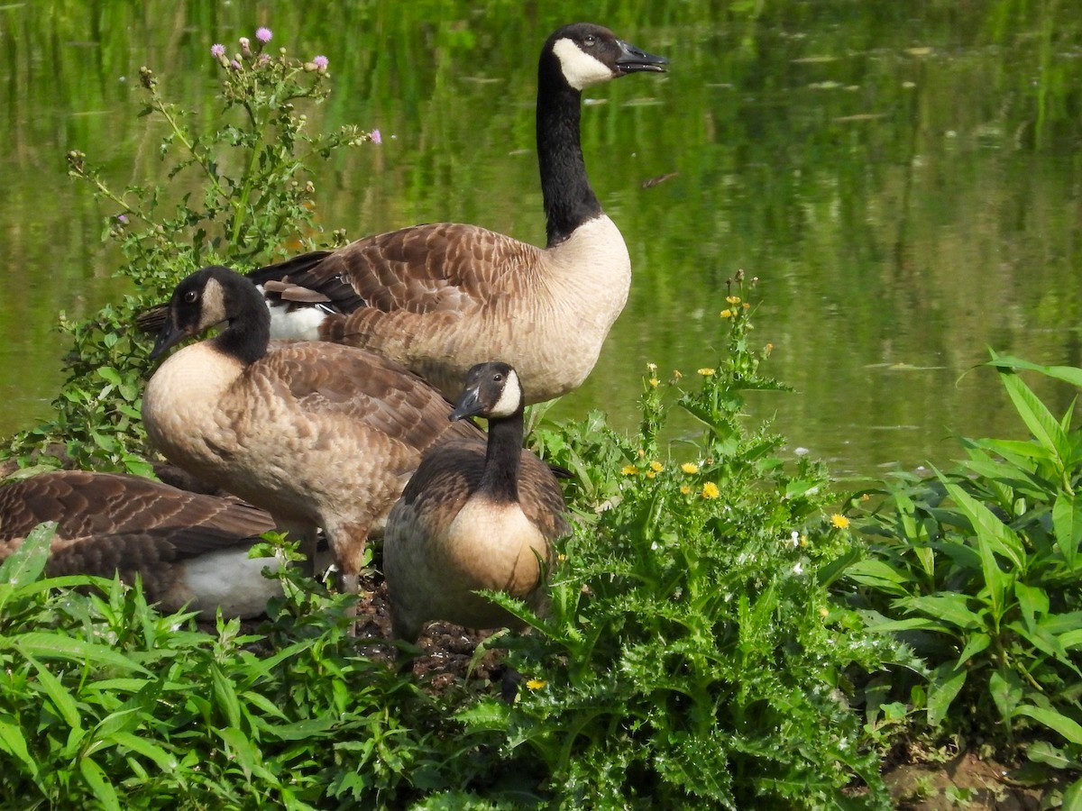 Canada Goose - ML638292539