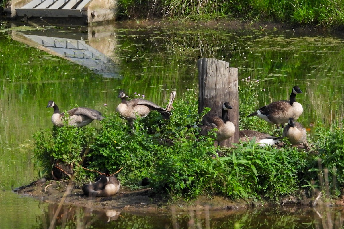 Canada Goose - ML638292540