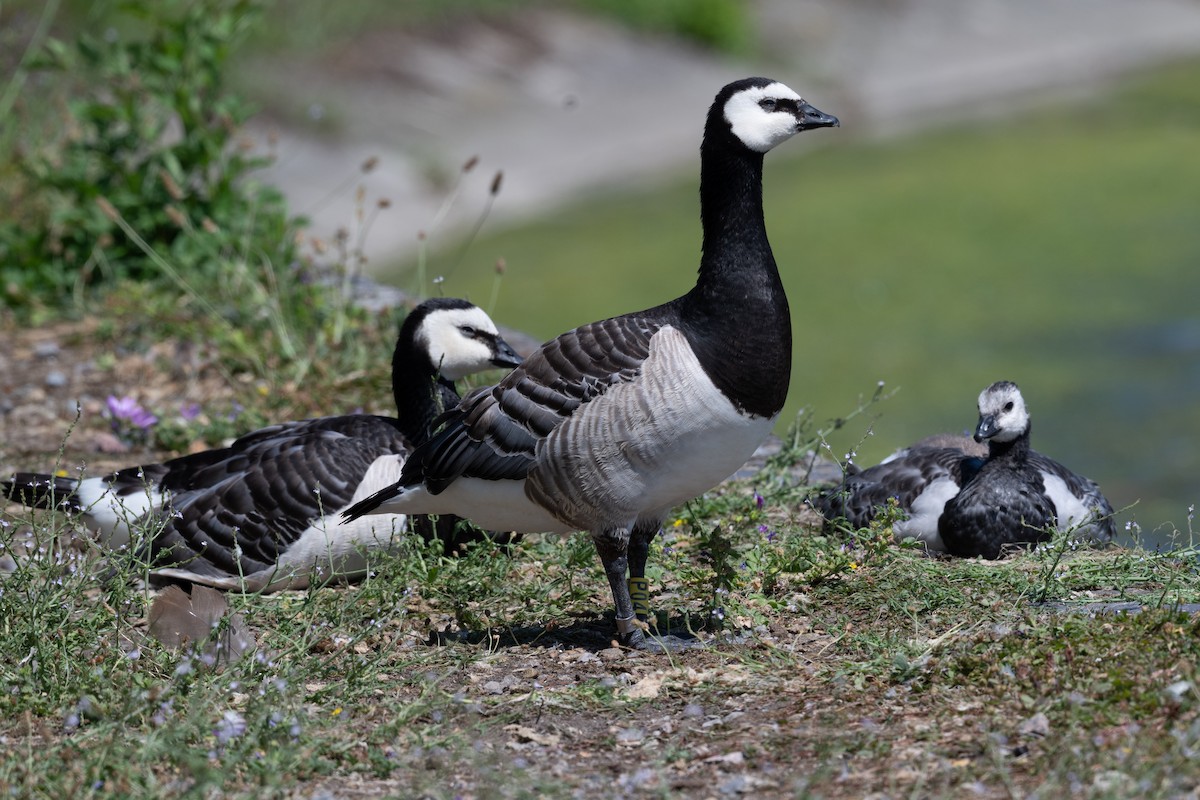 Barnacle Goose - ML638292552