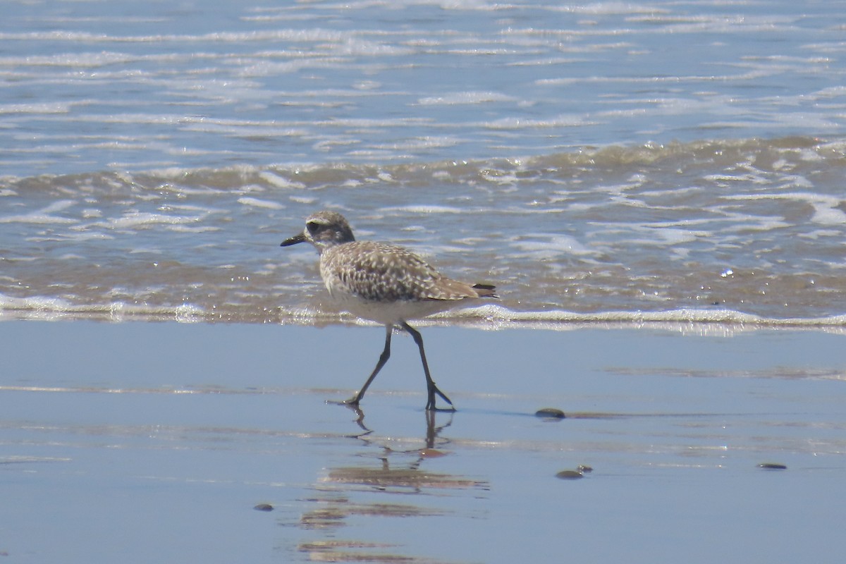 Black-bellied Plover - ML638292572