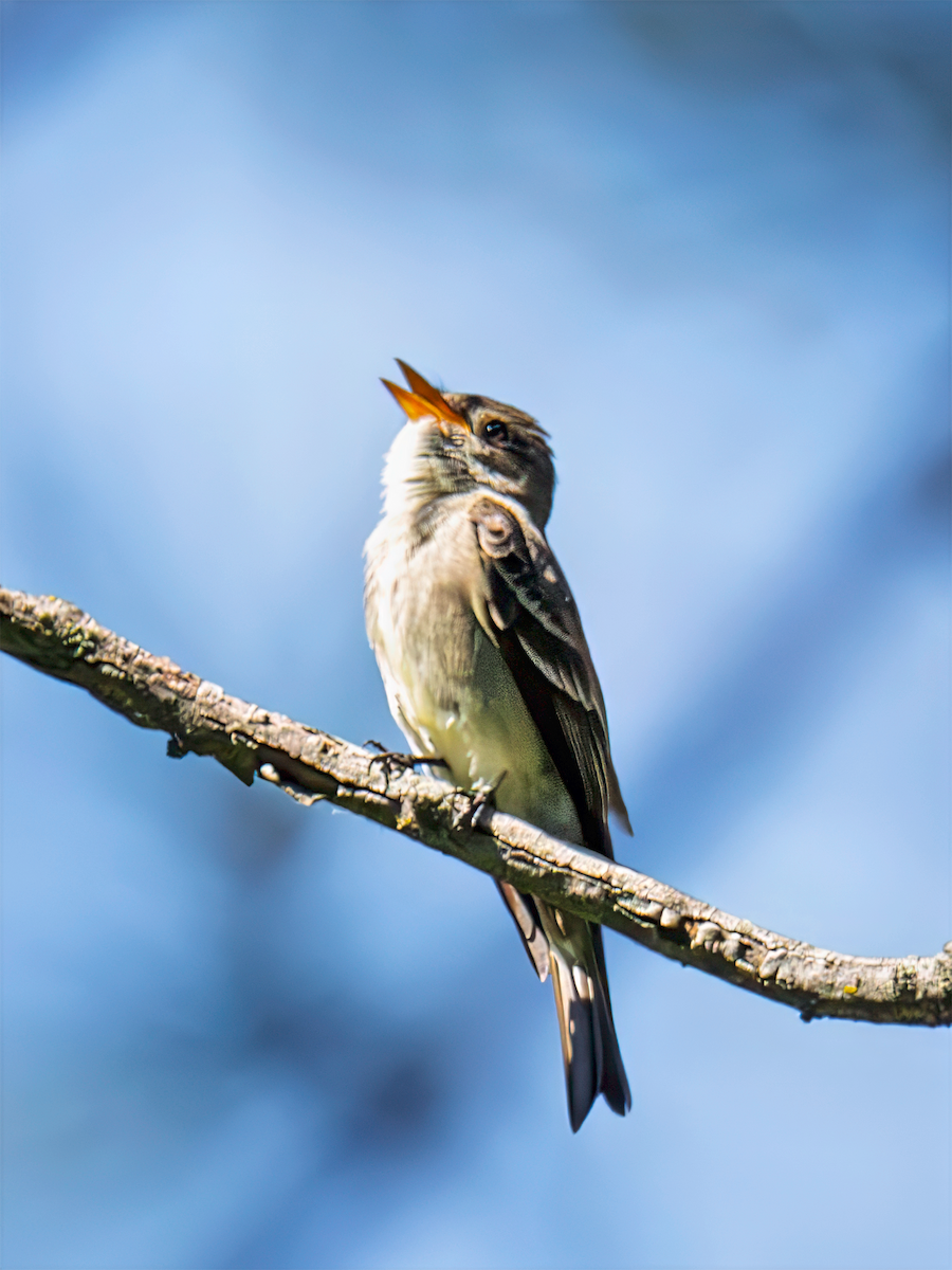 Western Wood-Pewee - ML638292575
