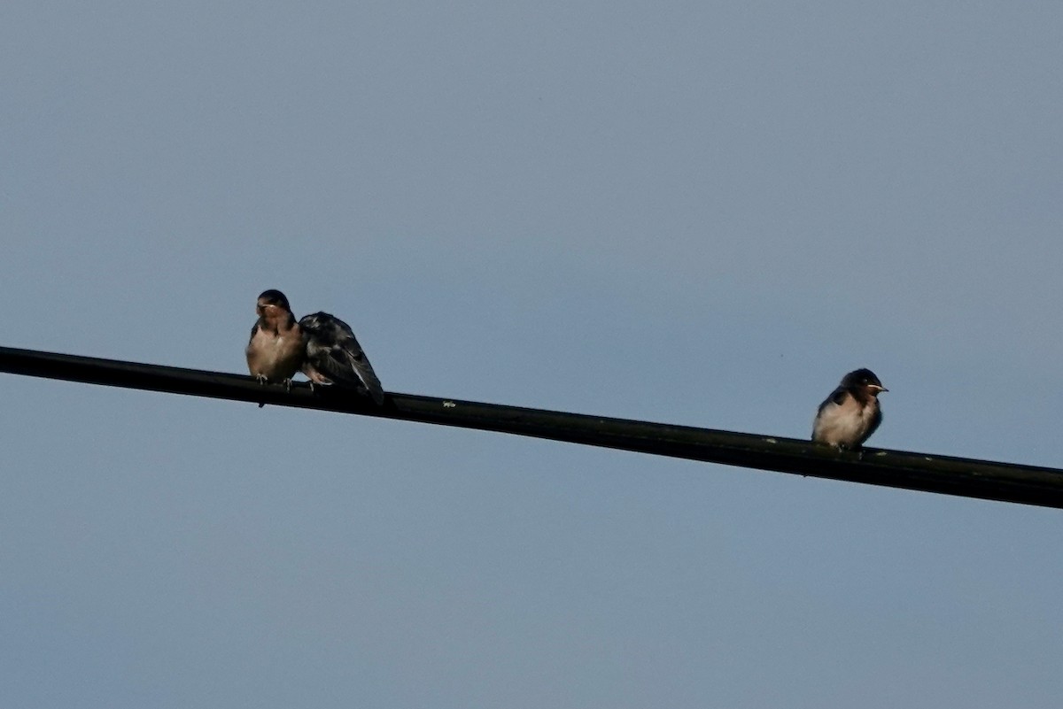 vlaštovka obecná (ssp. erythrogaster) - ML638292580
