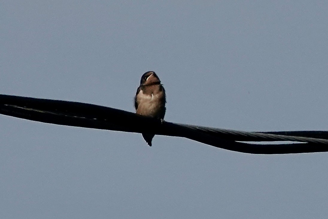 vlaštovka obecná (ssp. erythrogaster) - ML638292583