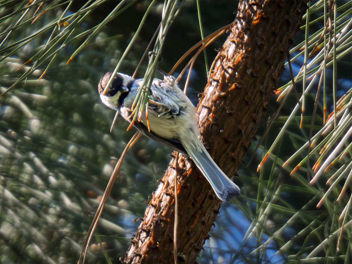 Black-capped Chickadee - ML638292585