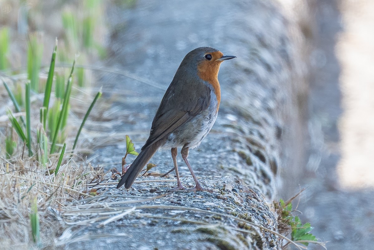 European Robin - ML638292590
