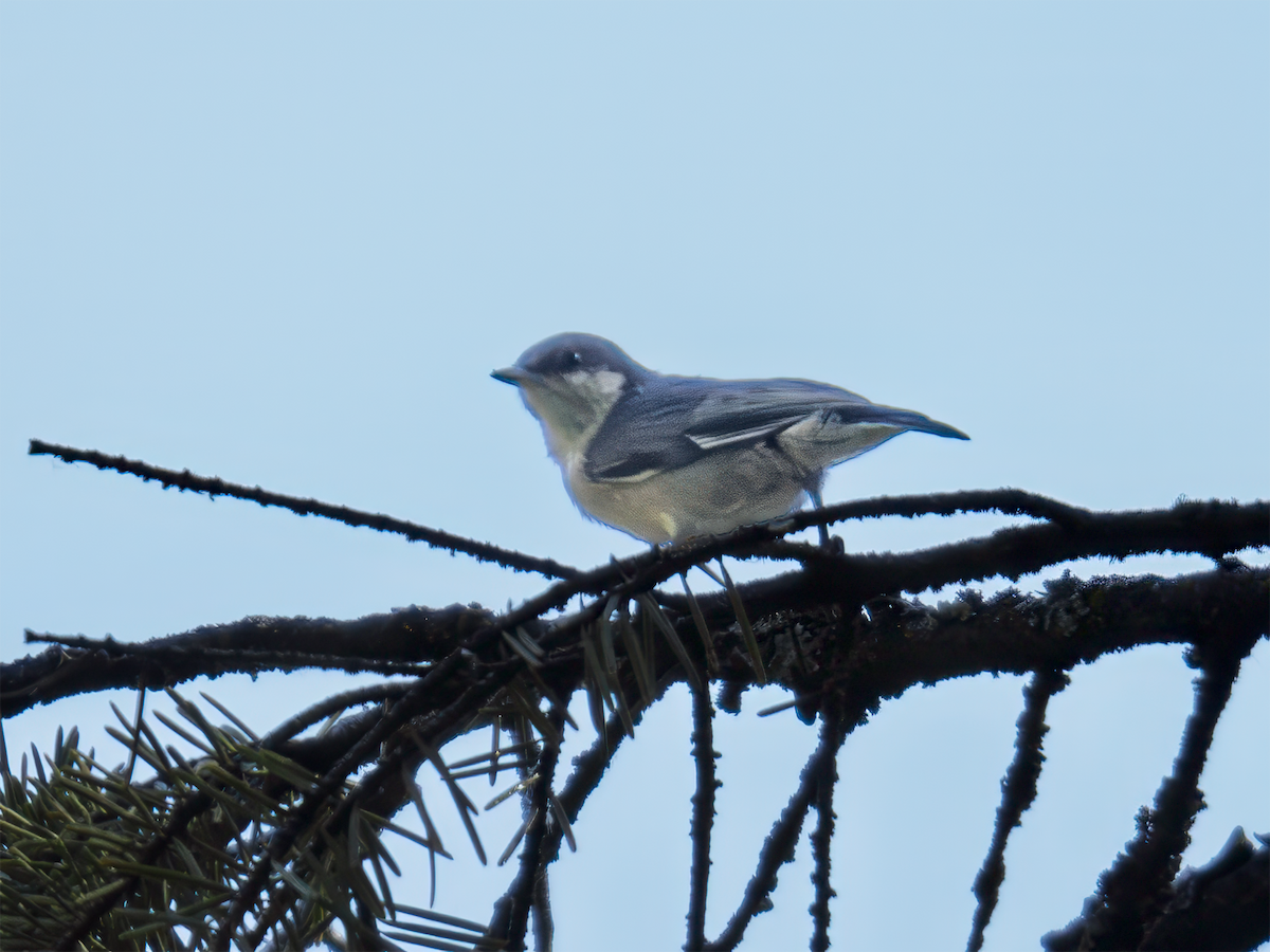 Pygmy Nuthatch - ML638292591