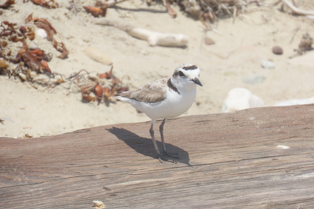 Snowy Plover - ML638292593