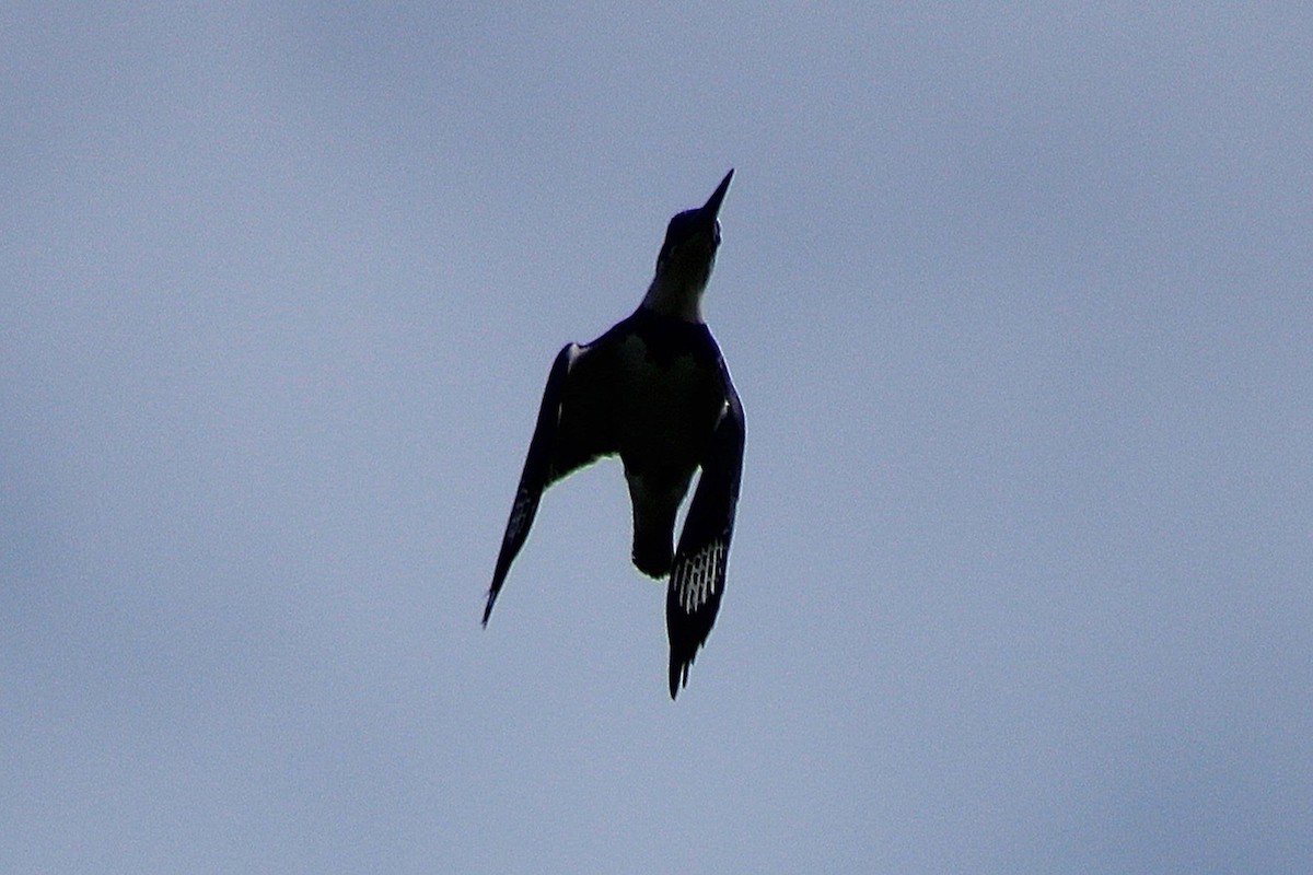 Belted Kingfisher - ML638292595