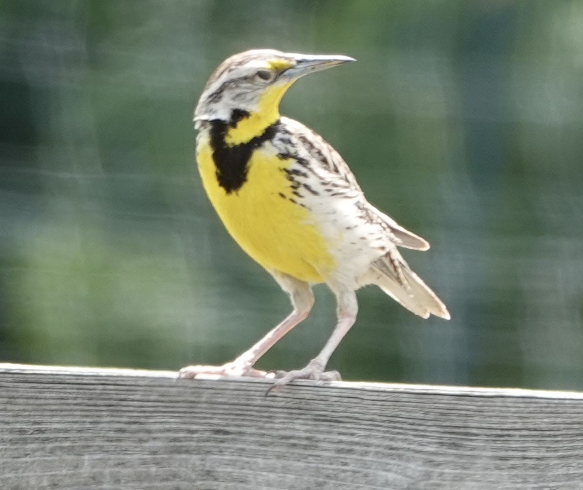 Western Meadowlark - ML638292597