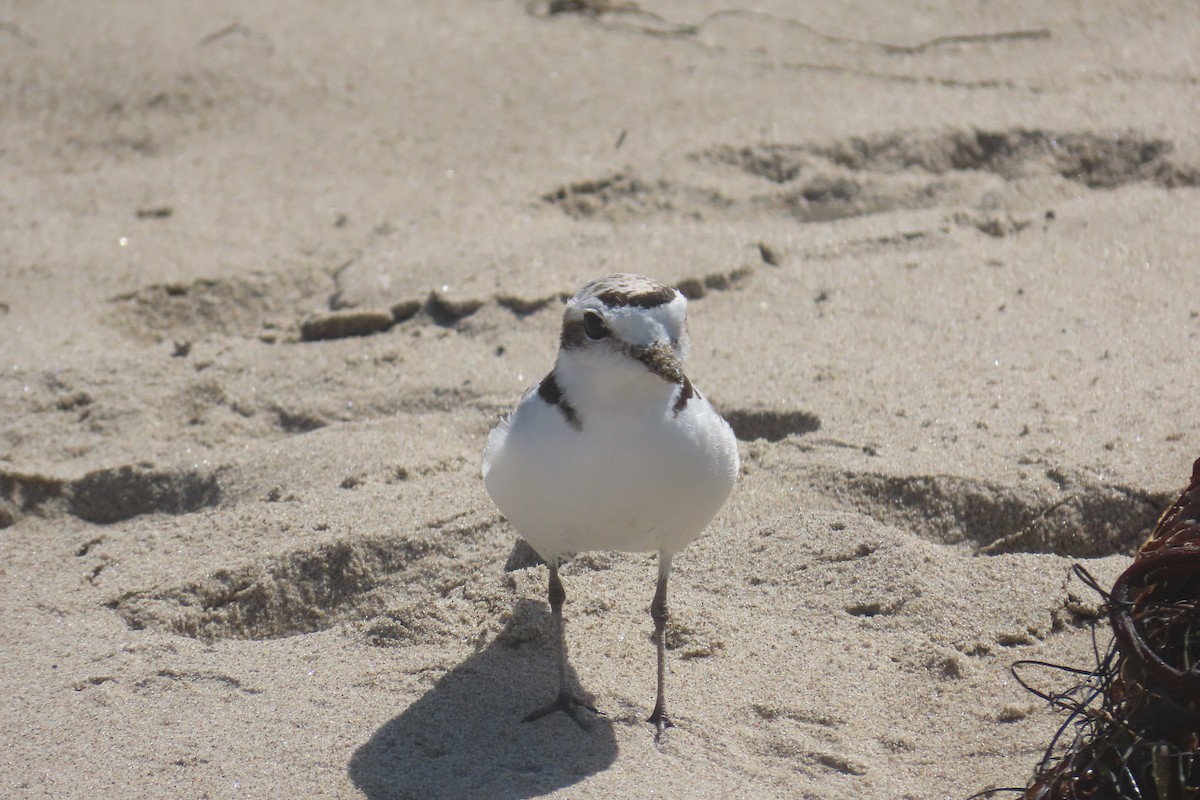 Snowy Plover - ML638292598