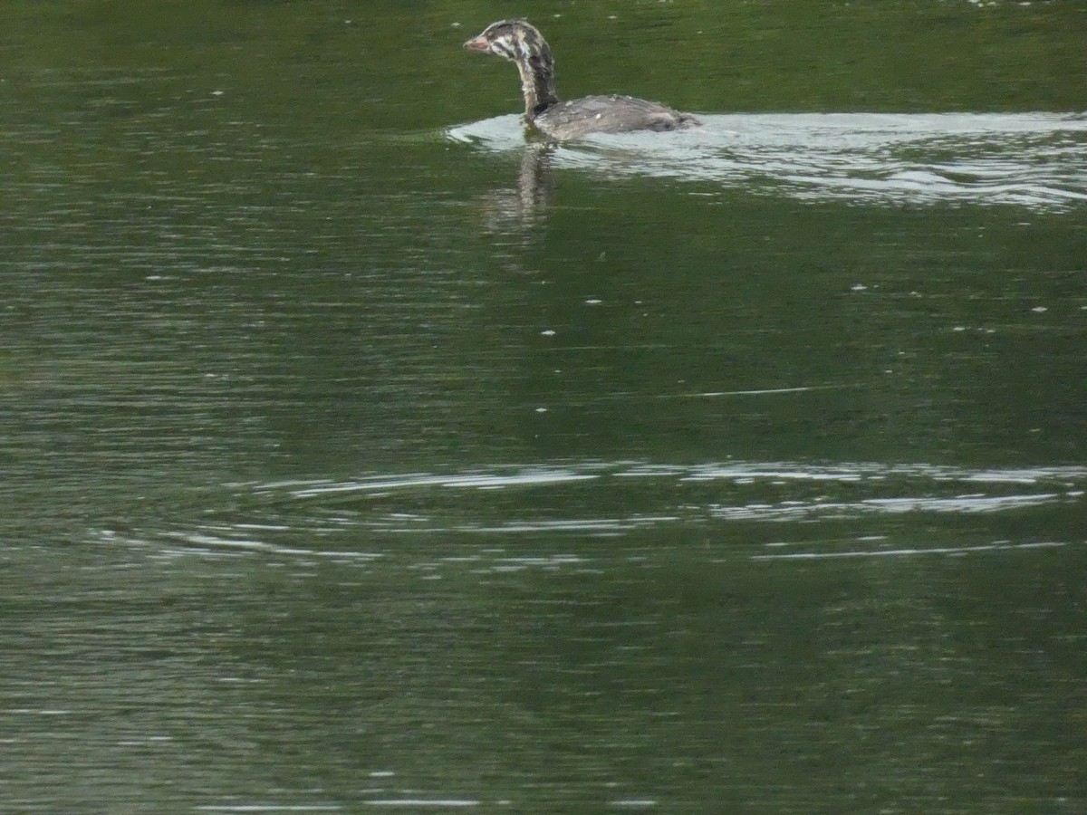Pied-billed Grebe - ML638292600