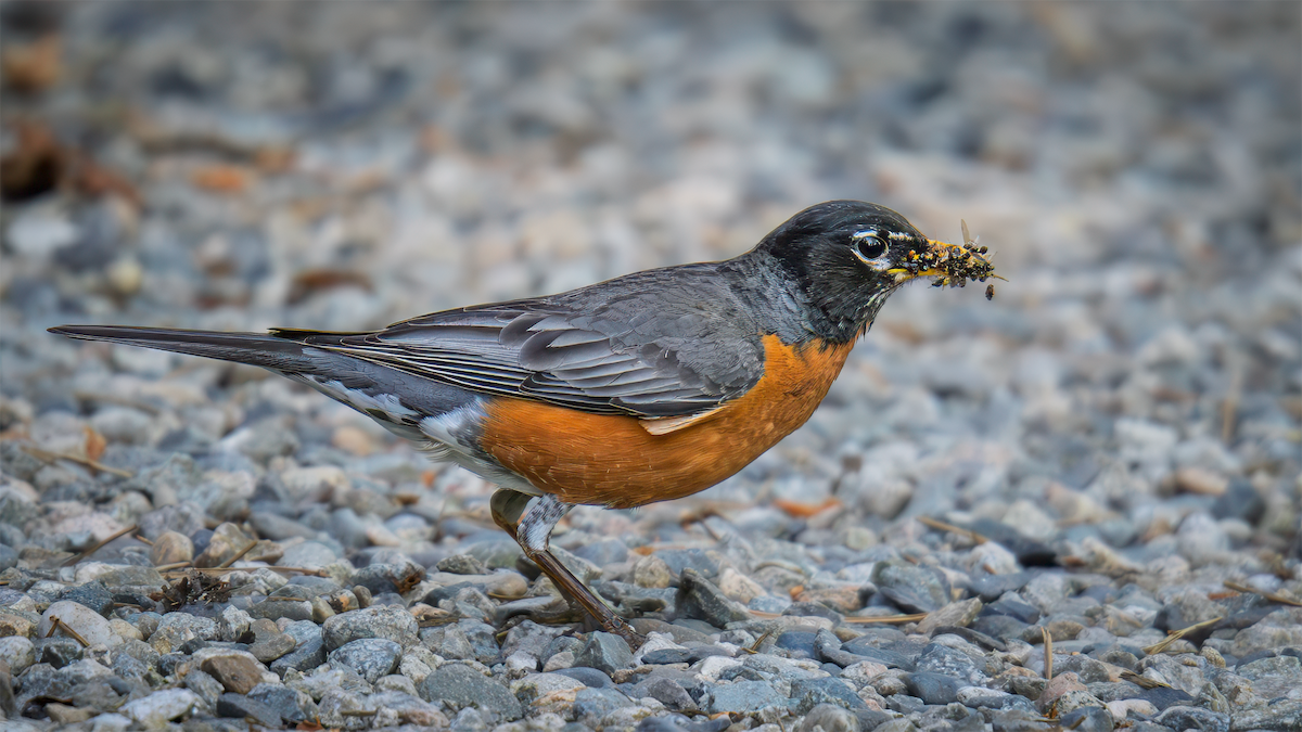 American Robin - ML638292601