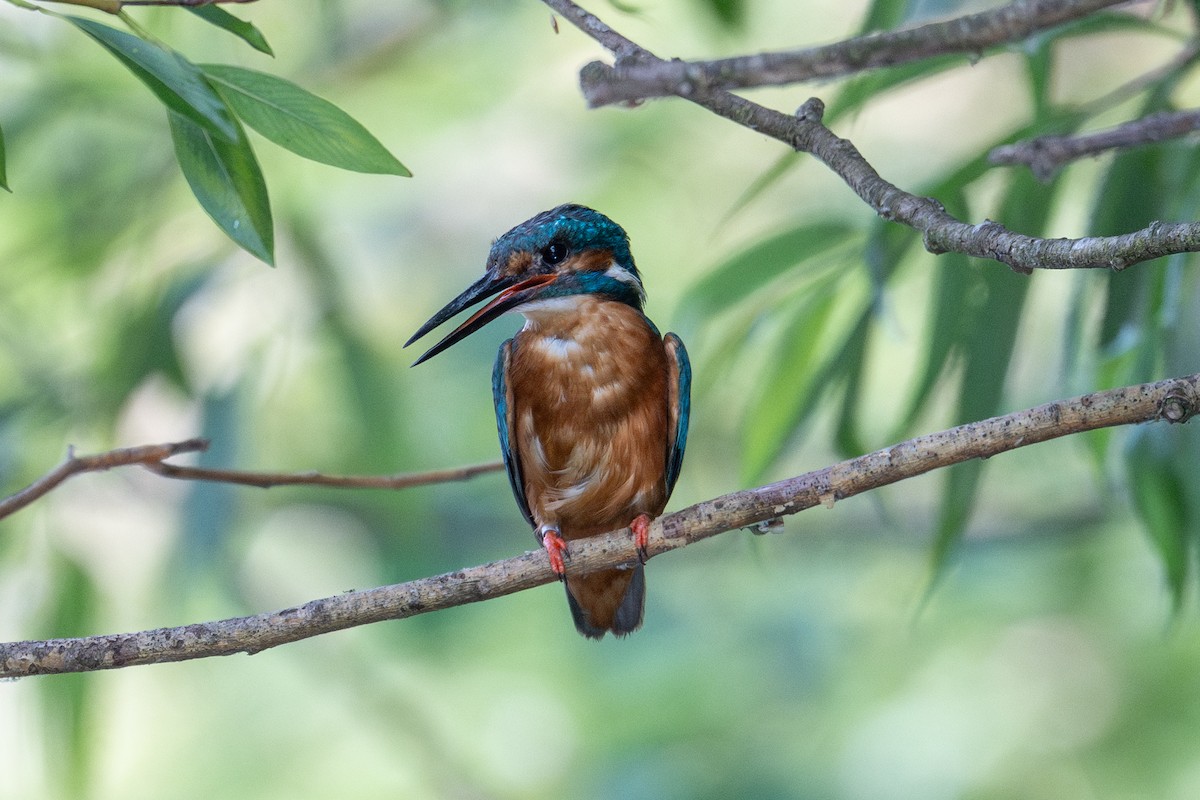 Common Kingfisher - ML638292602